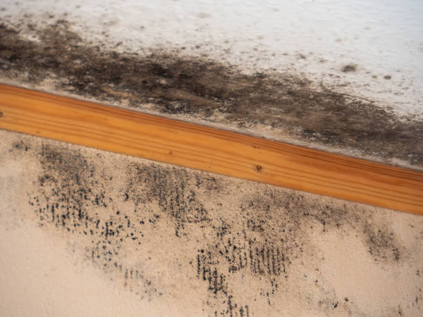 Best Emergency Mold Remediation  in USA